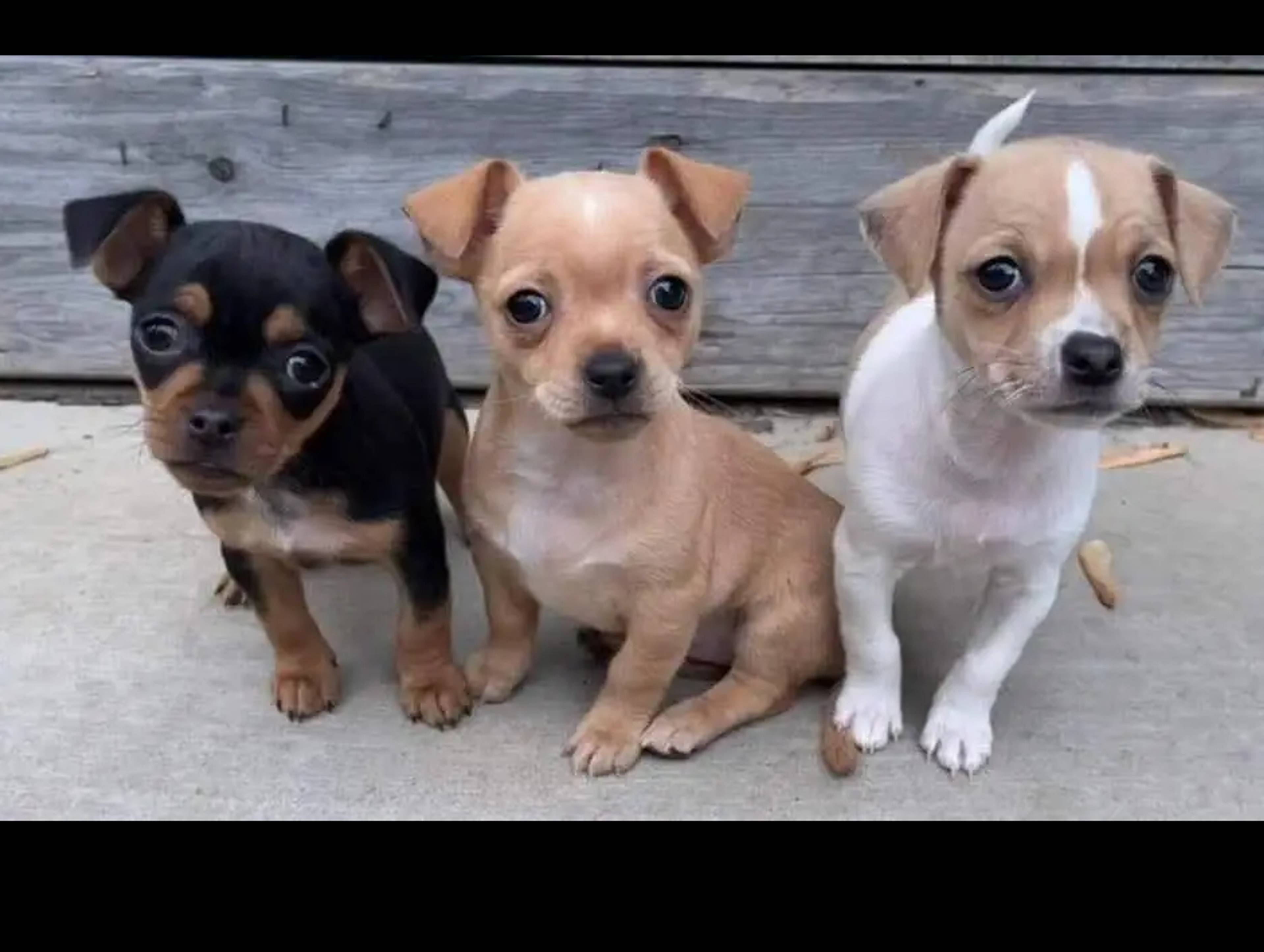 Nickel City Canine Rescue Inc