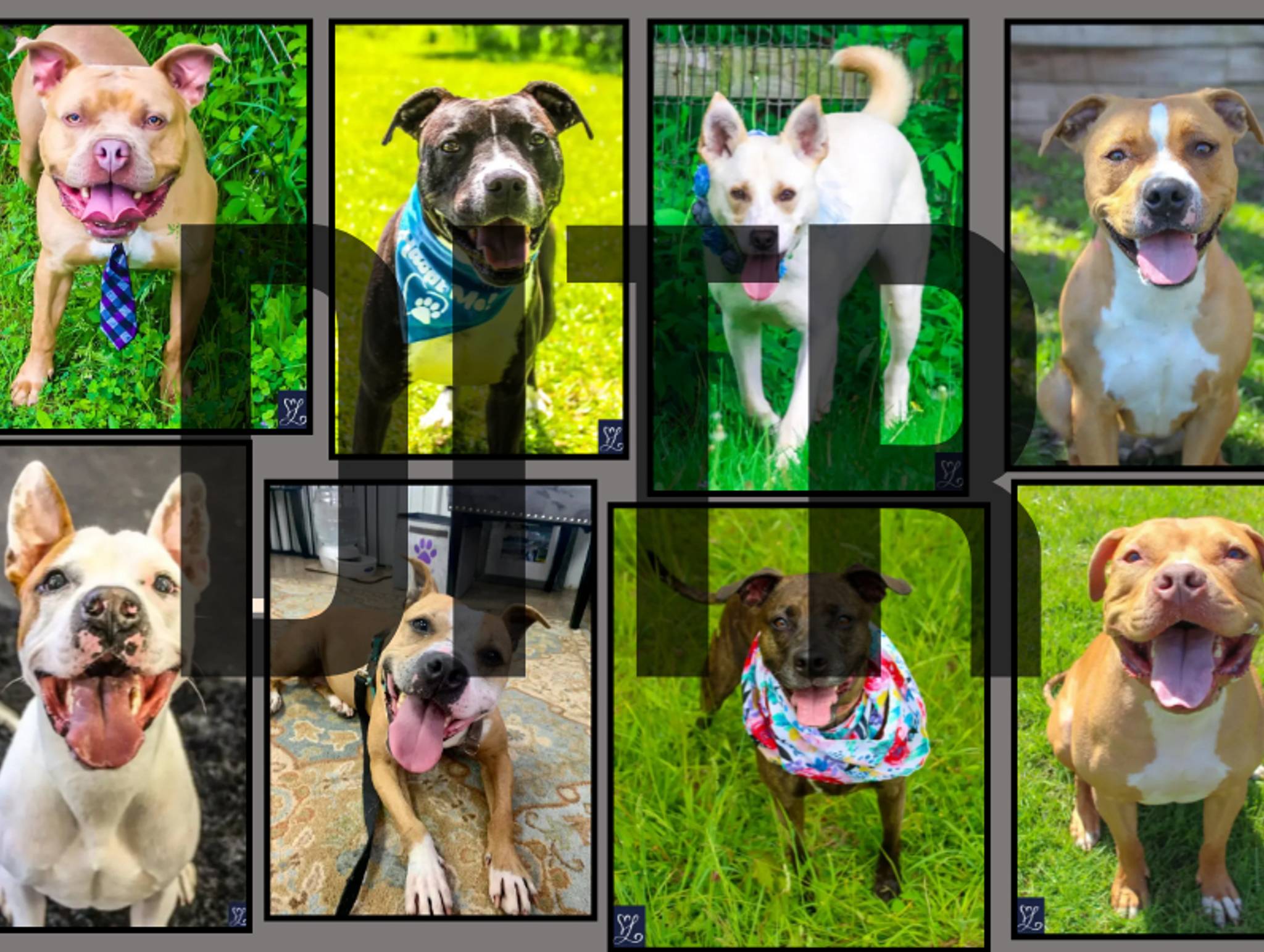 Diamonds In The Ruff Animal Rescue Inc