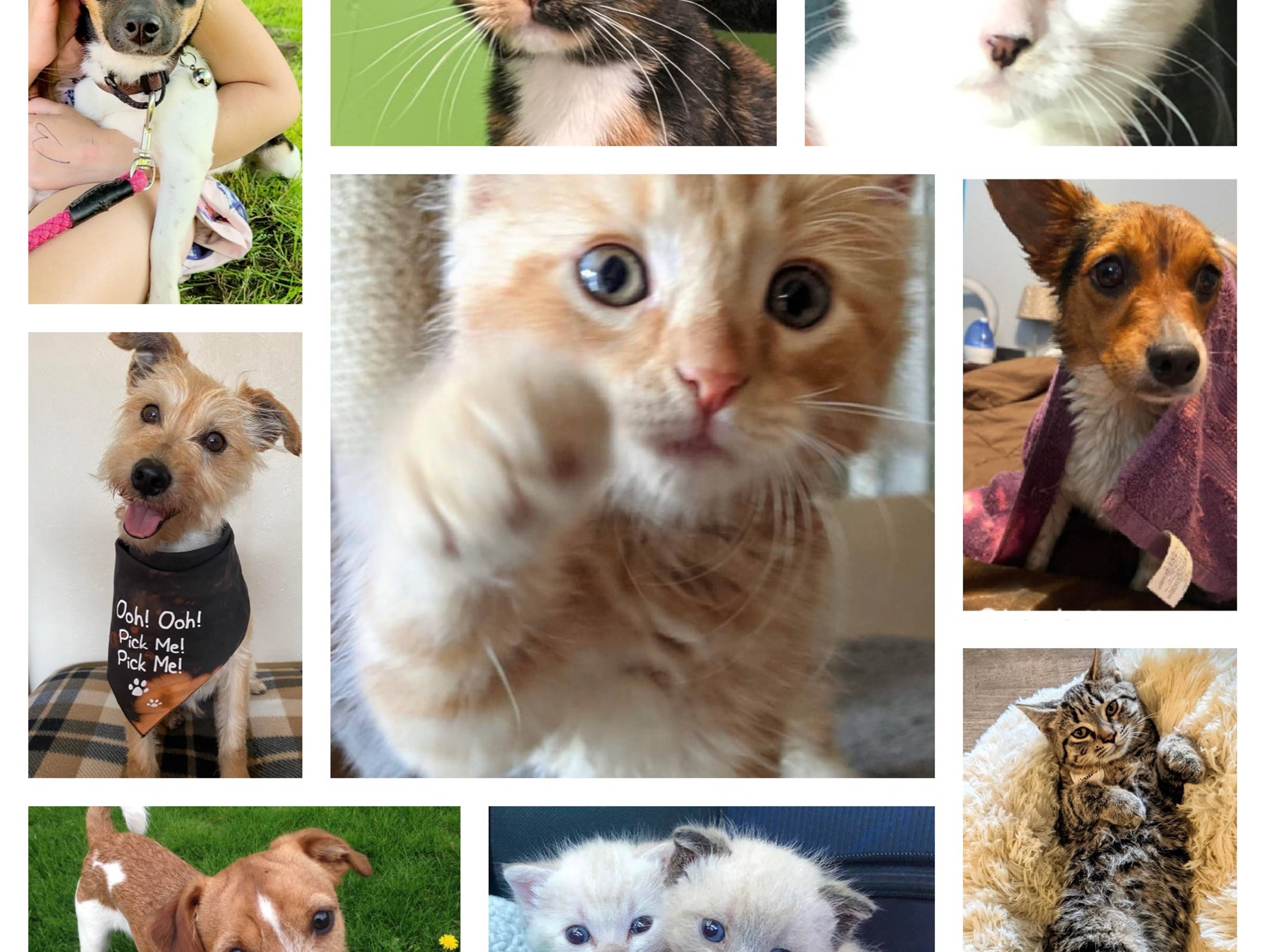 Empire Animal Rescue Society Inc