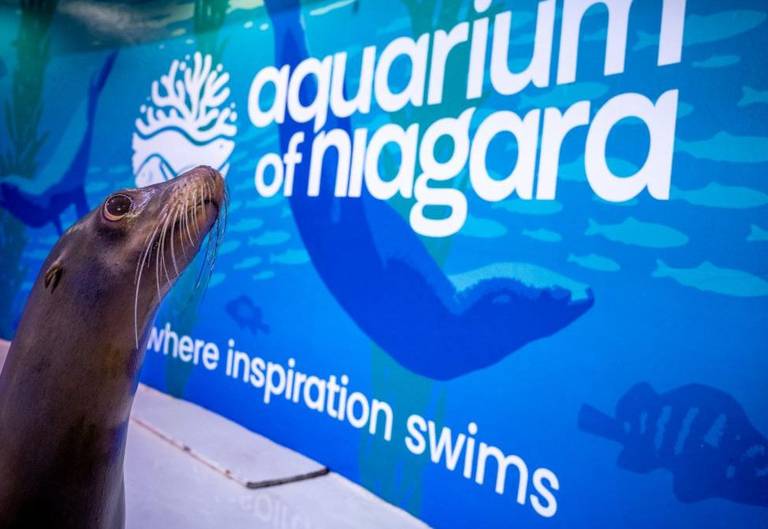 Aquarium of Niagara: Aquarium of Niagara