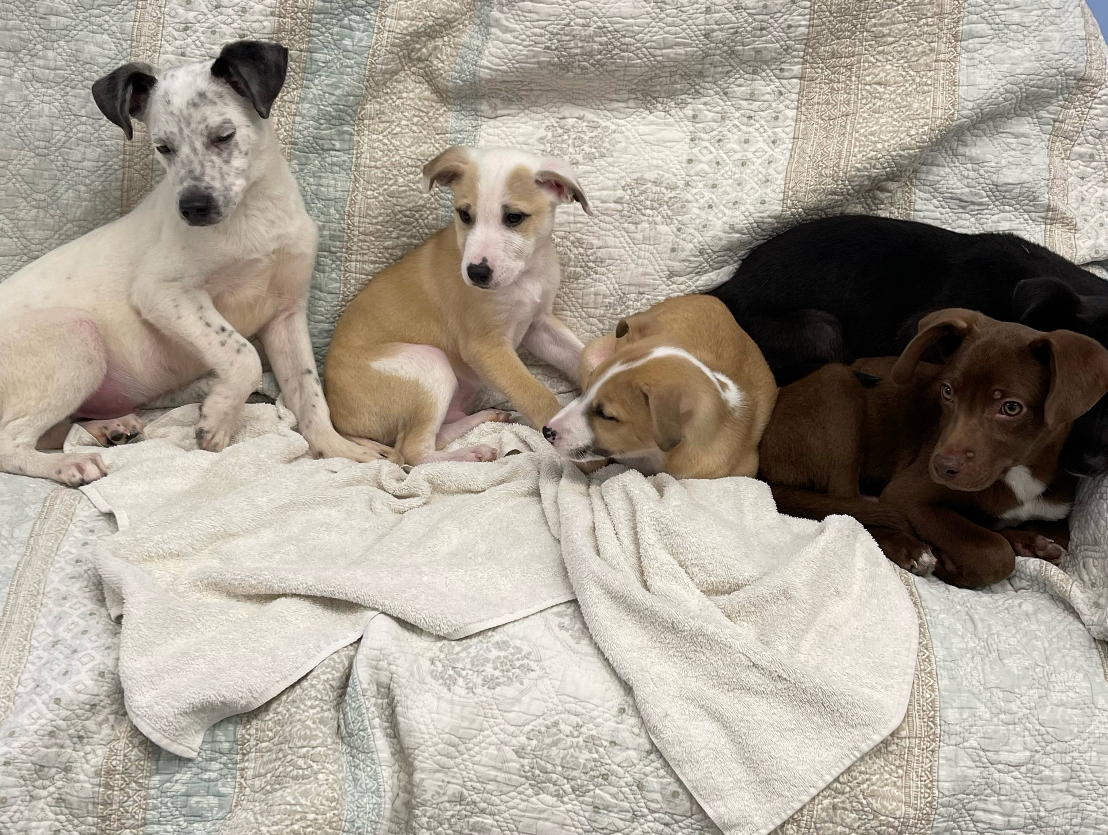 Castle Of Dreams Animal Rescue