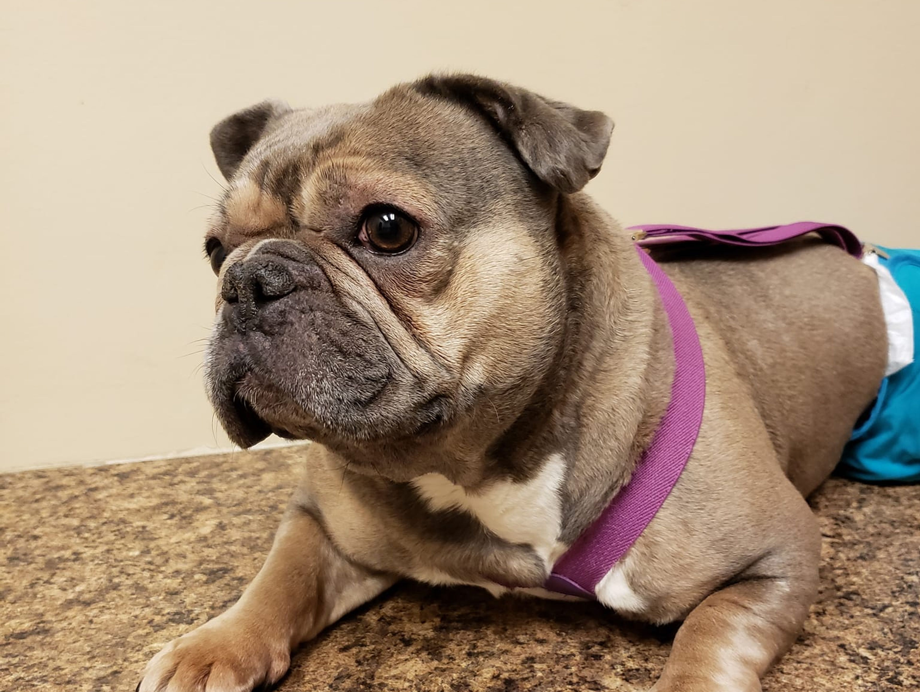 Rocky Mountain French Bulldog Rescue