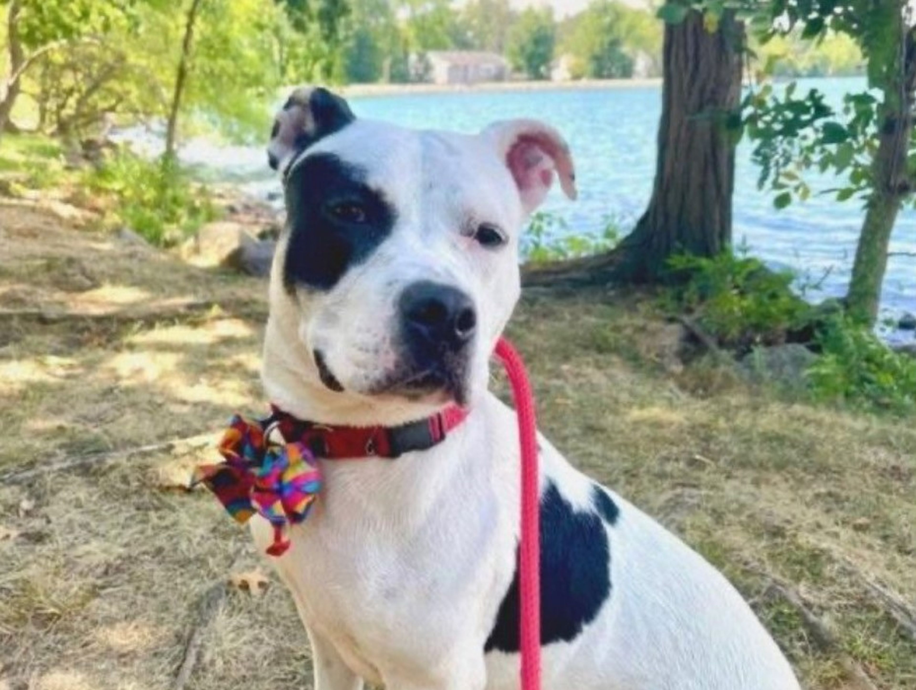 Mt Pleasant Animal Shelter Inc
