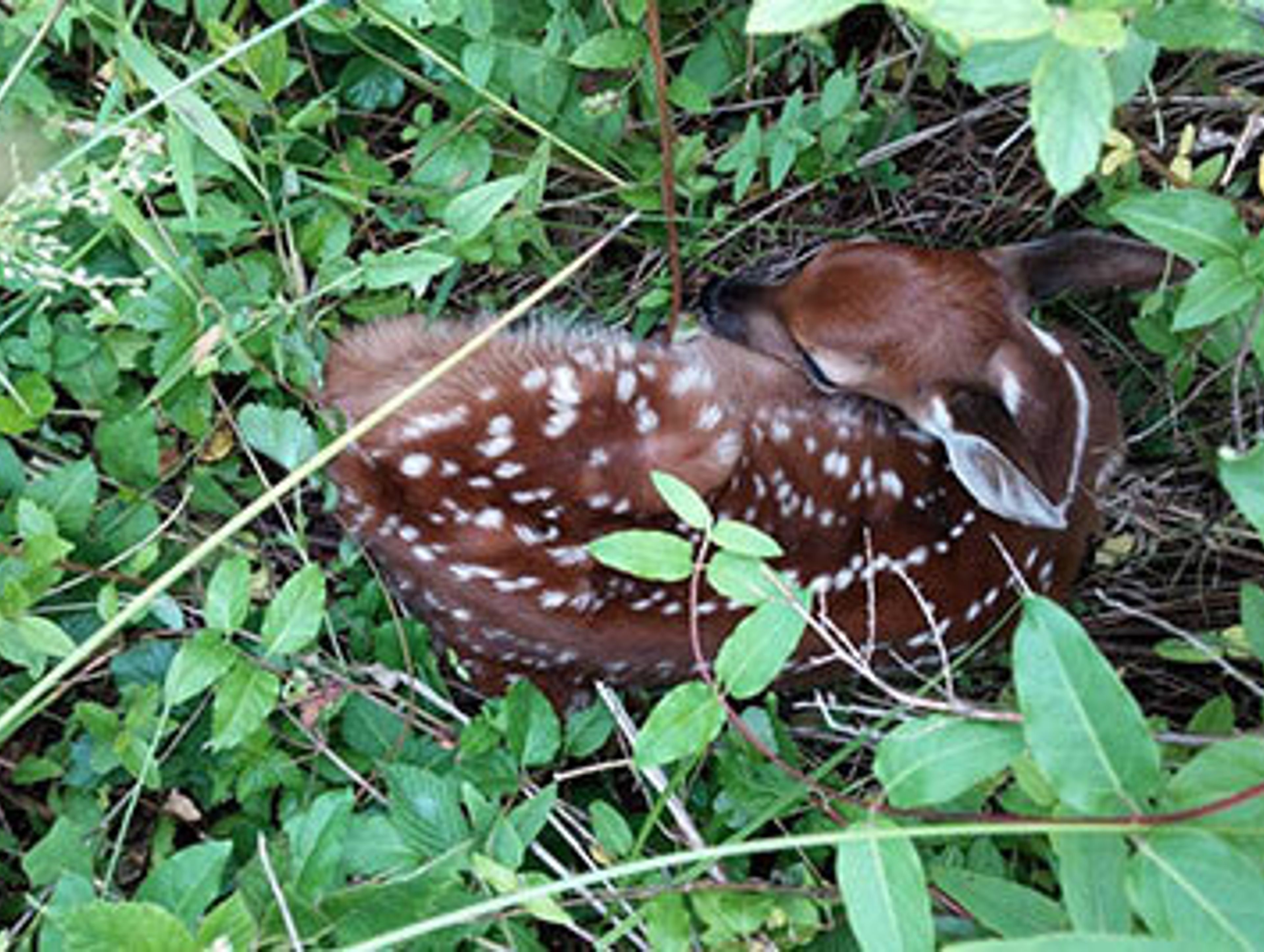 NC Wildlife & Outdoor Recreation Foundation Inc