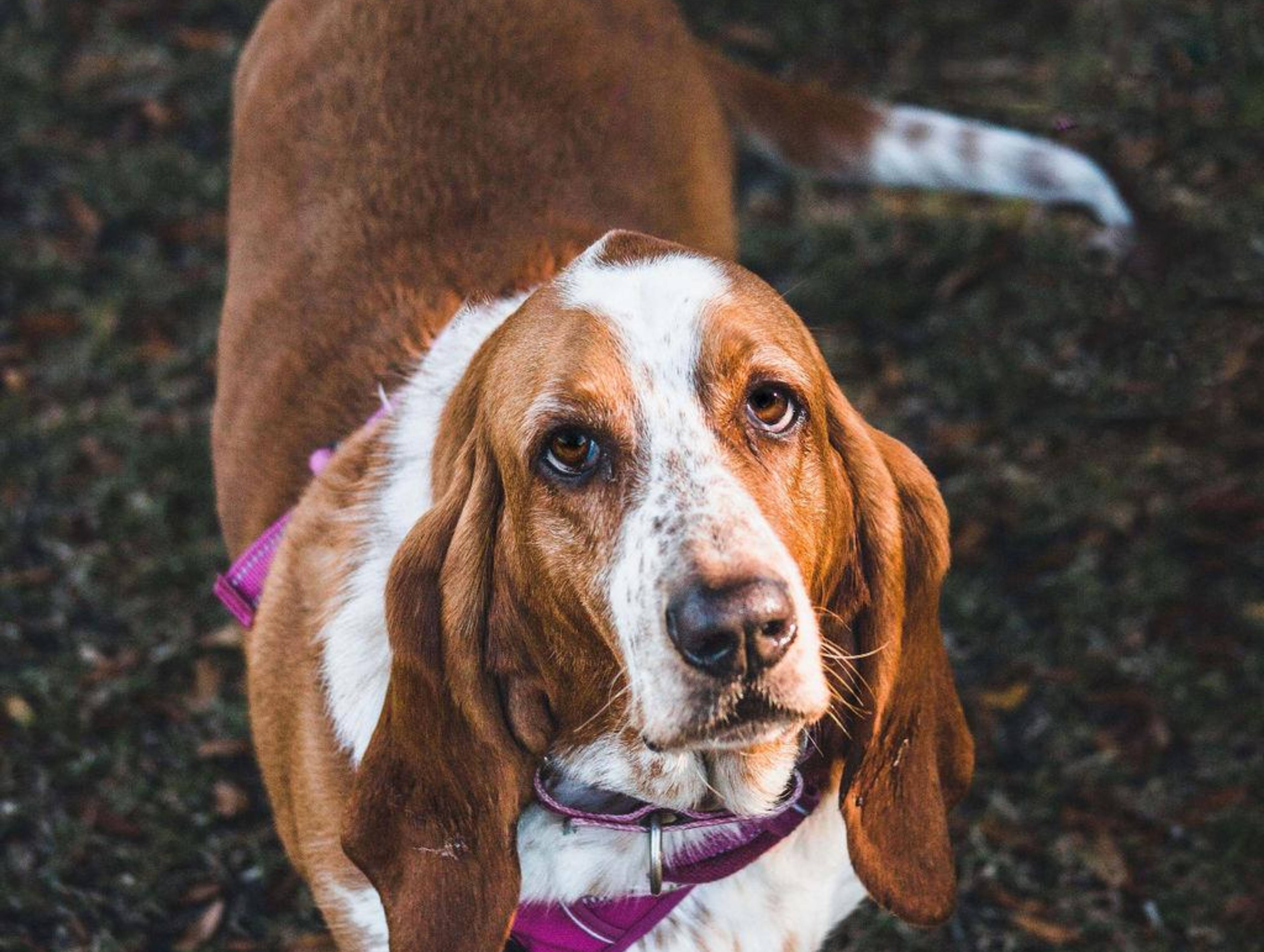 Suncoast Basset Rescue Inc