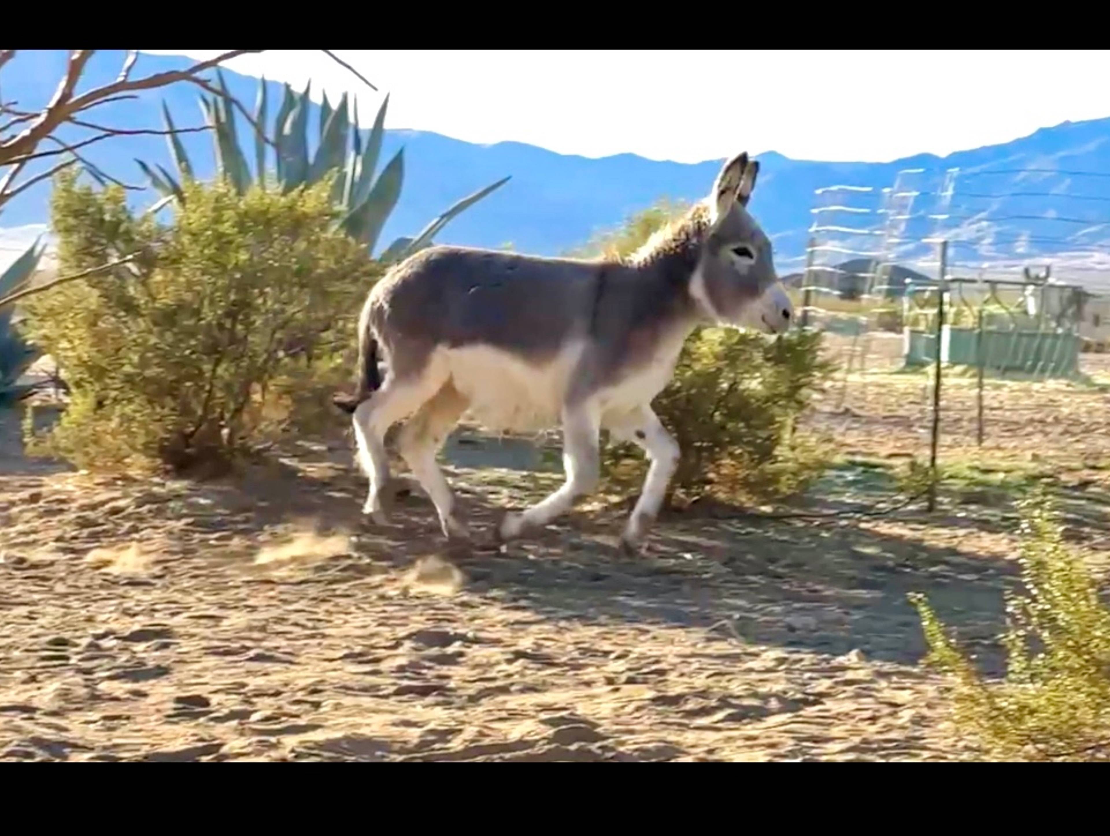 Donkey Dreams Sanctuary