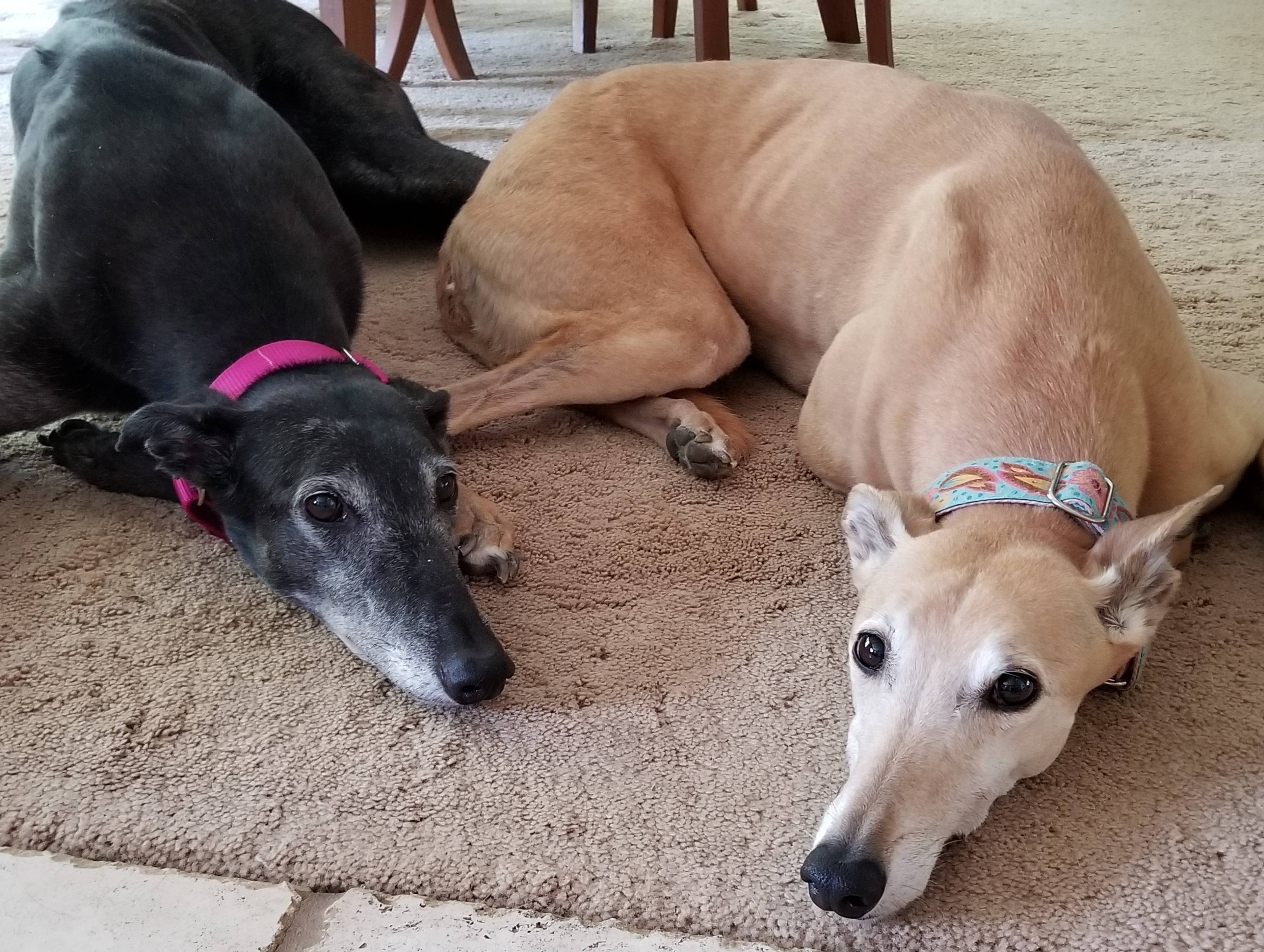 Buffalo Greyhound Adoption Inc