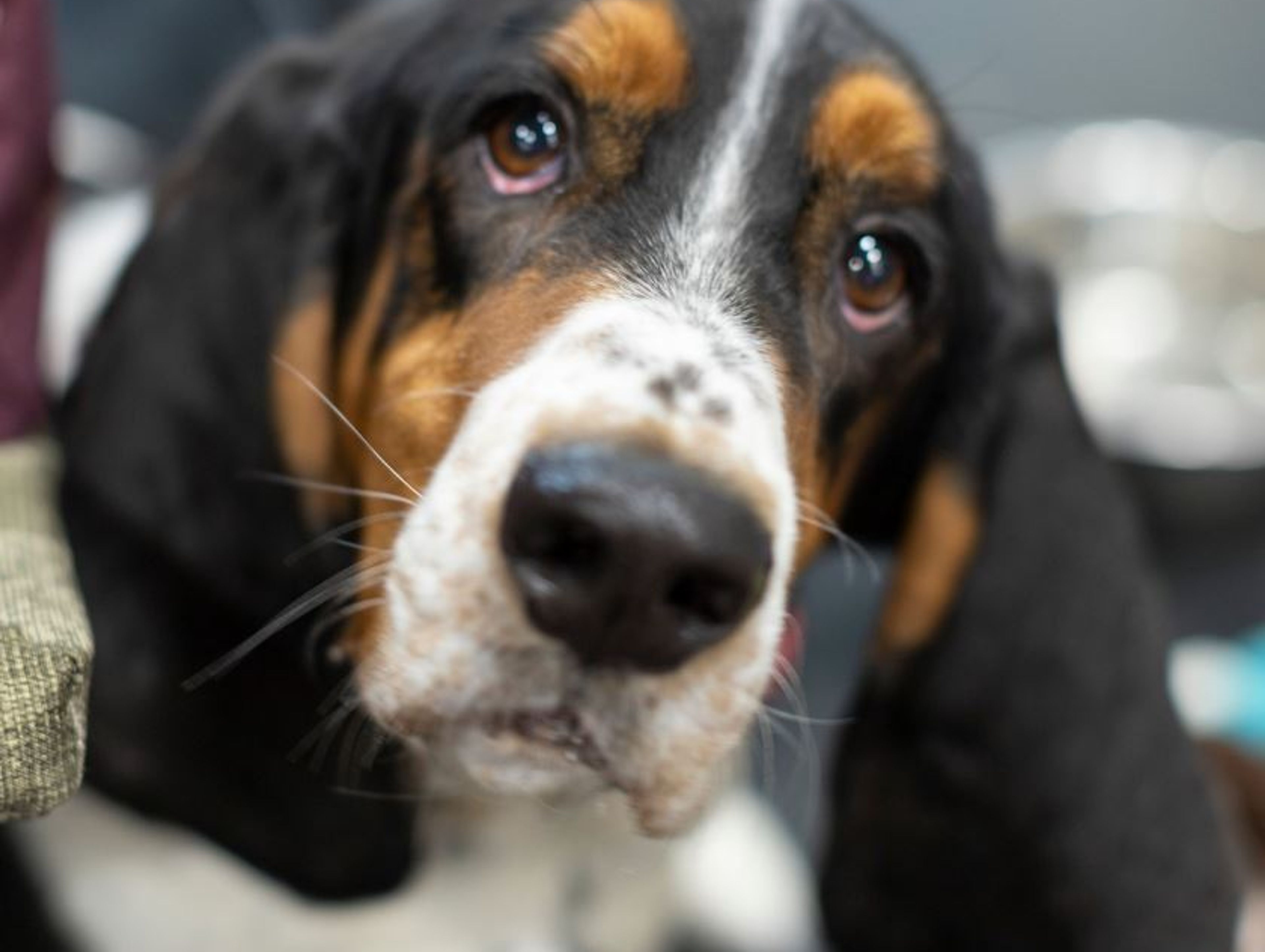 All Bassets Cherished Basset Hound Rescue Inc