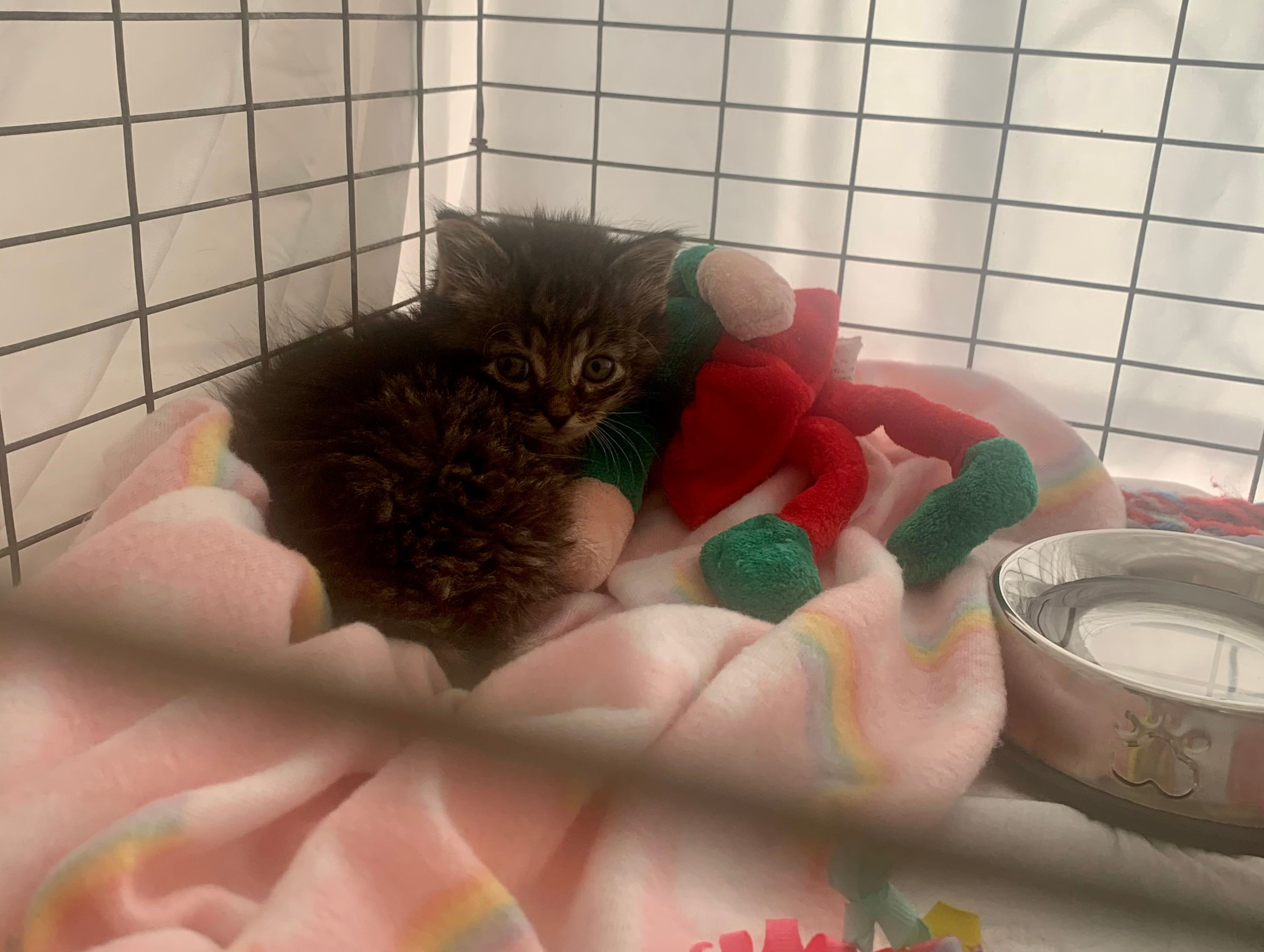 Heart Animal Rescue And Adoption Team Inc