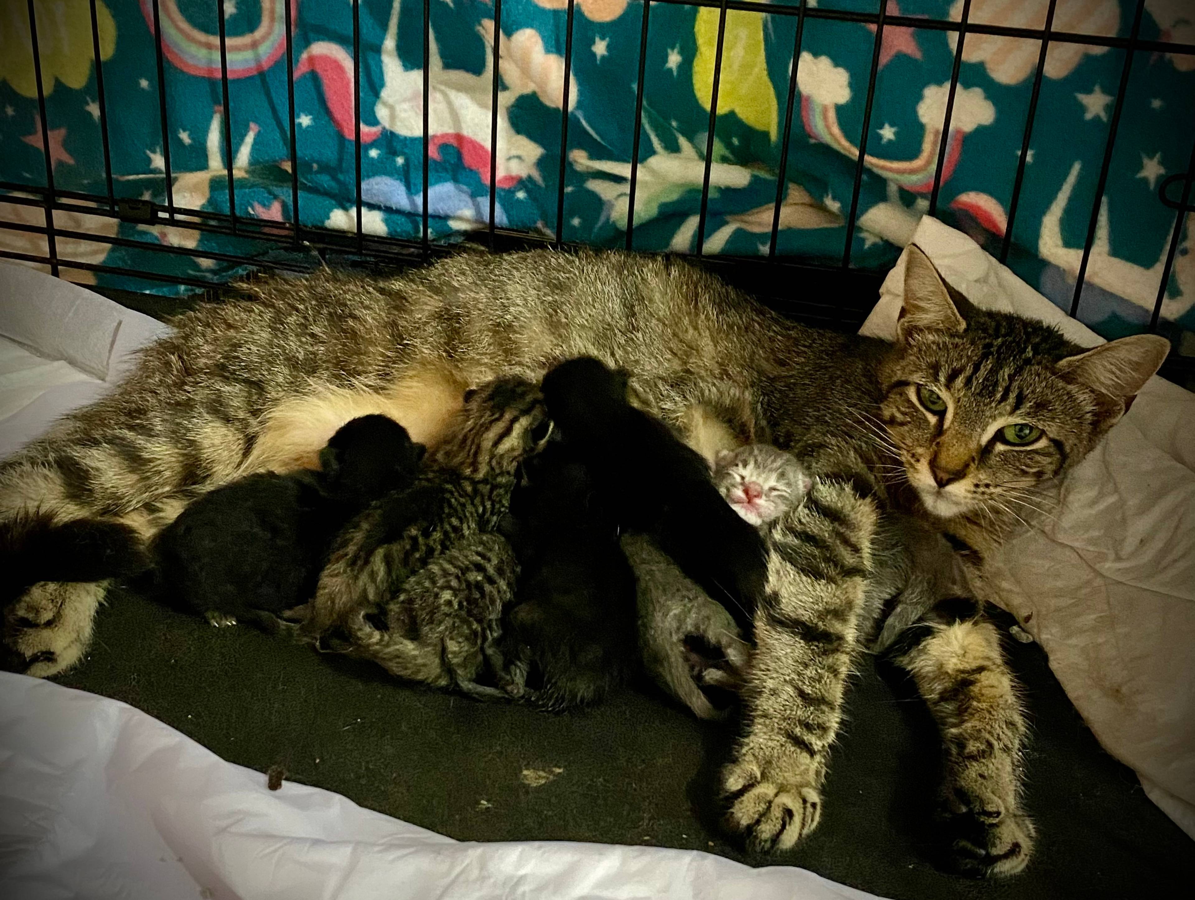 West Side Cat Rescue Inc