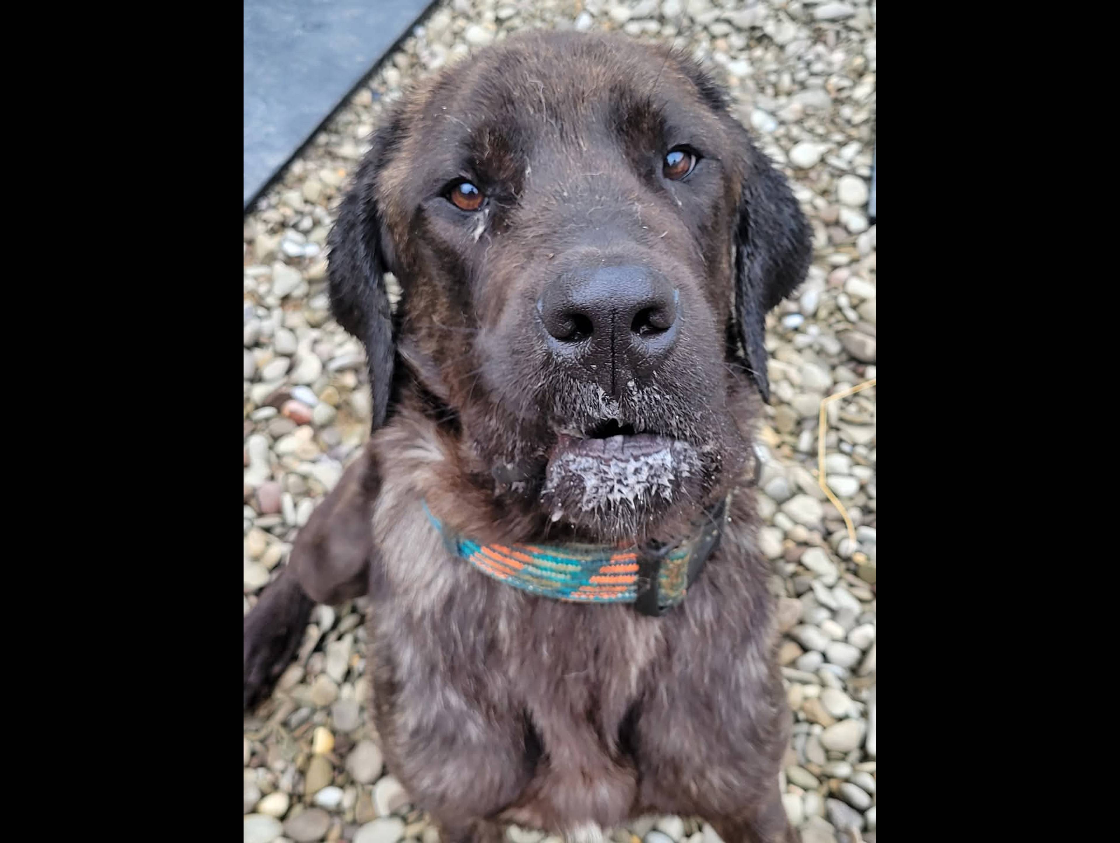 Phoenix Humane Society Of Greater Cattaraugus, Inc.