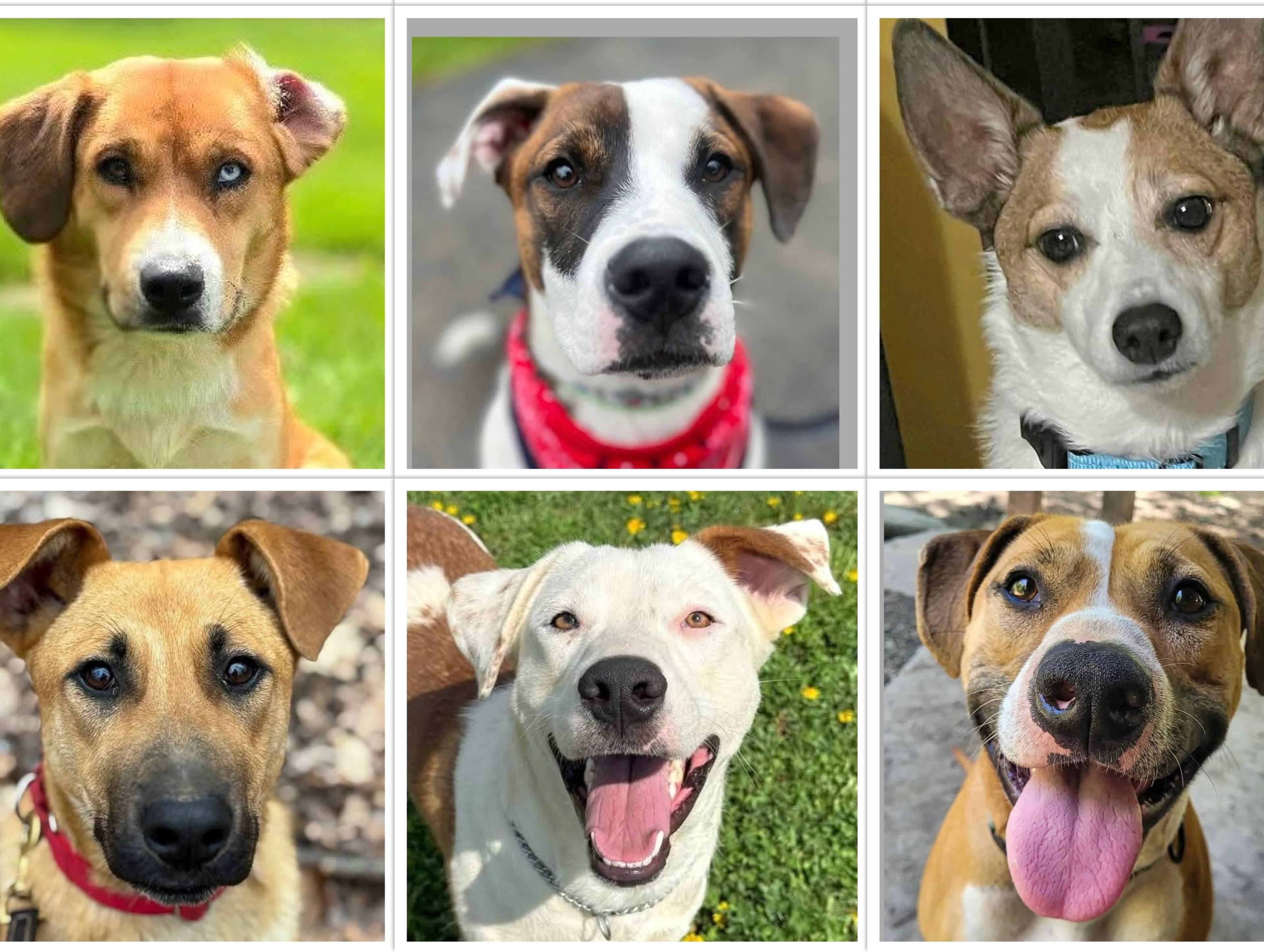 Empire Animal Rescue Society Inc