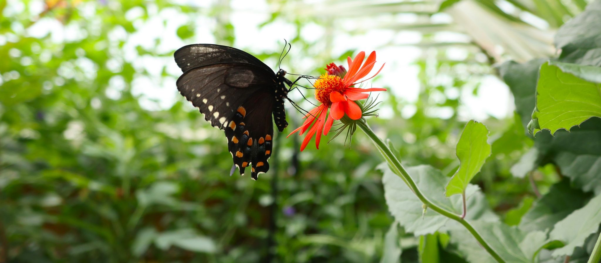 Black swallowtail butterfly with orange and white spots perched on a bright red flower in a lush greenhouse surrounded by green foliage.