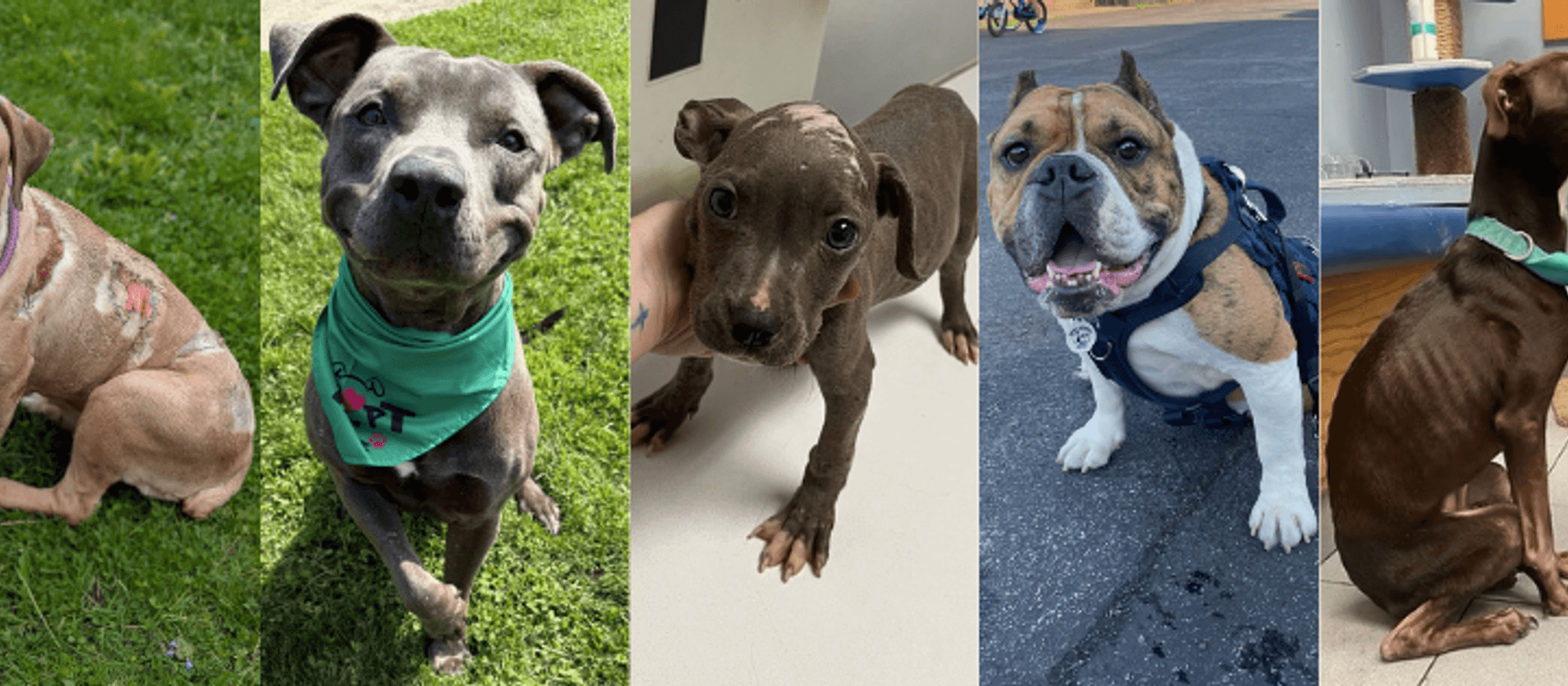 Collage of five different dogs showing their faces and upper bodies. From left to right: a tan Labrador with purple collar on grass, a gray dog with black ears wearing green bandana, a brown dog indoors, a tan and white dog with blue harness, and a brown dog sitting indoors.