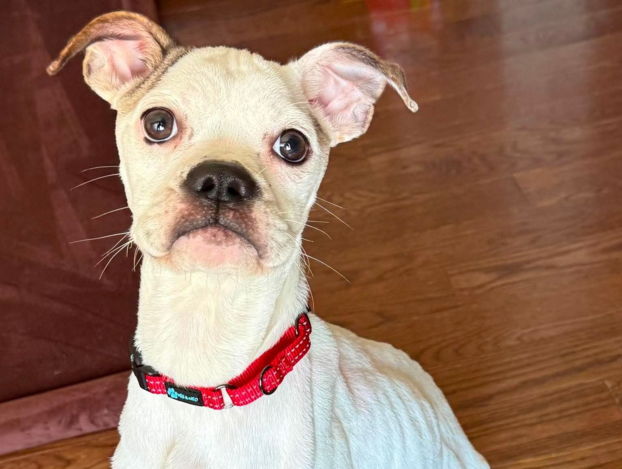 A small white Chihuahua with perked ears and large dark eyes sits on a wooden floor wearing a red and black collar, looking directly at the camera.