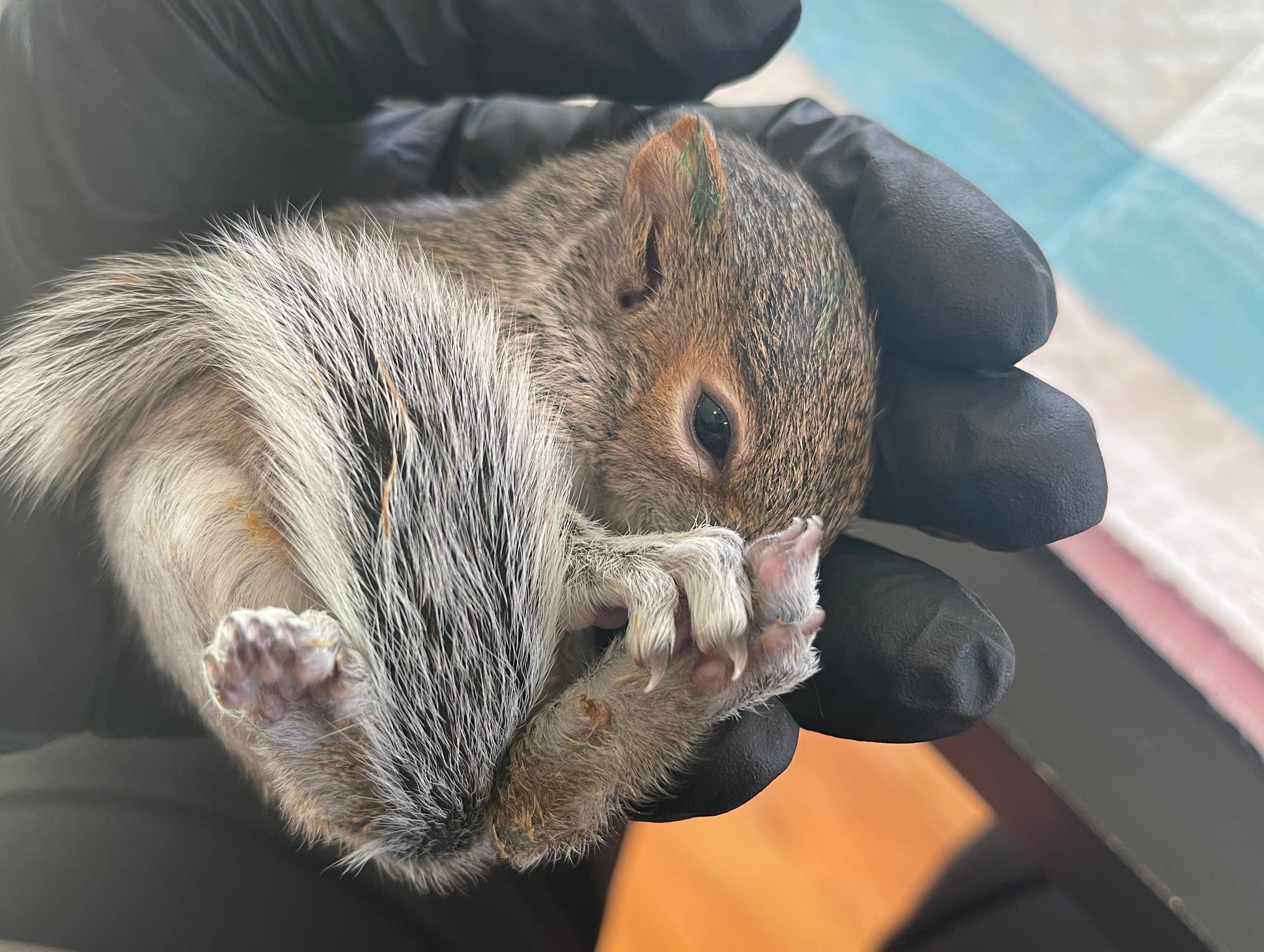 Return2wild Wildlife Rehabilitation Inc
