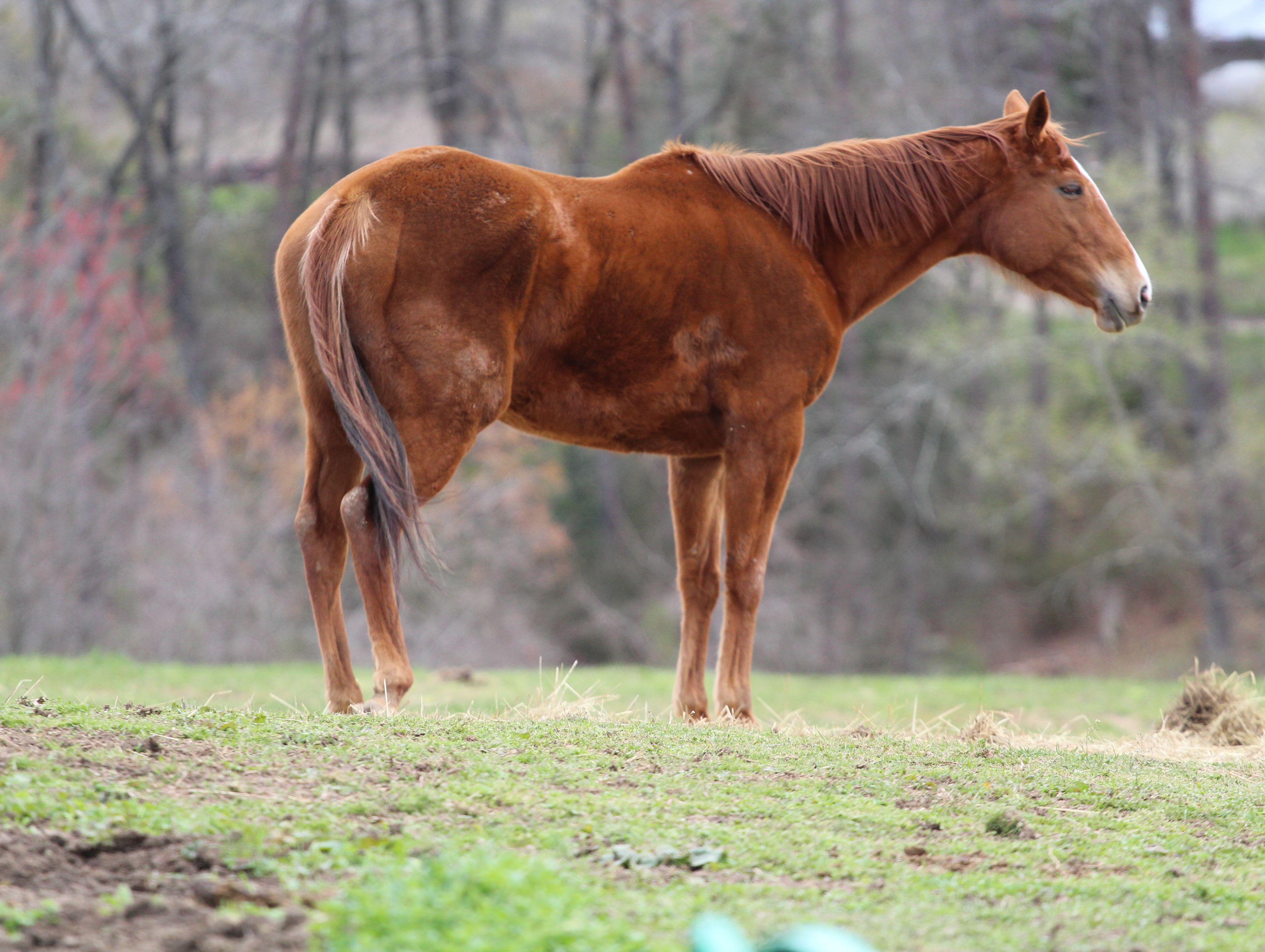 Central Virginia Horse Rescue