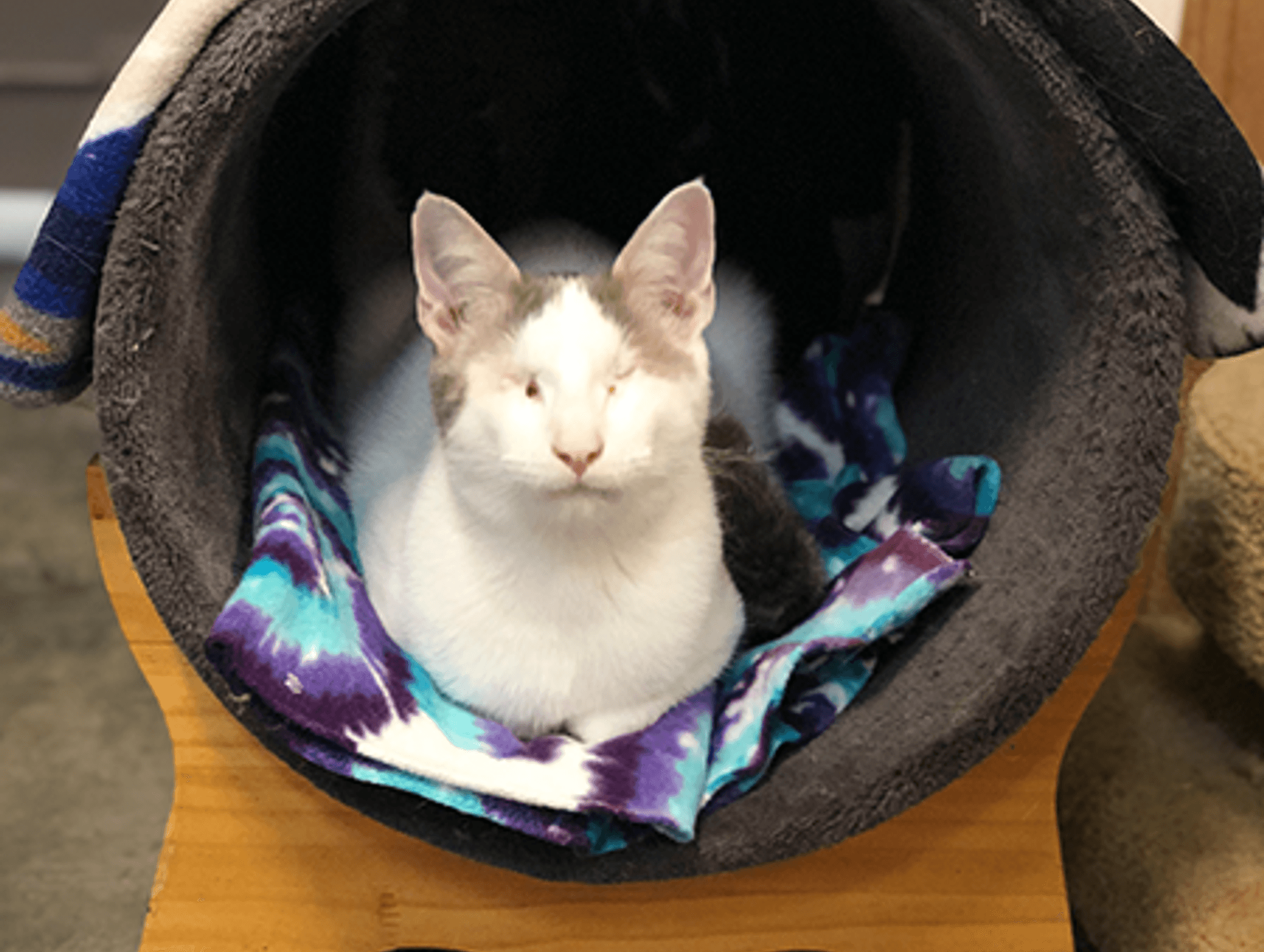 Blind Hope Cat Sanctuary Inc