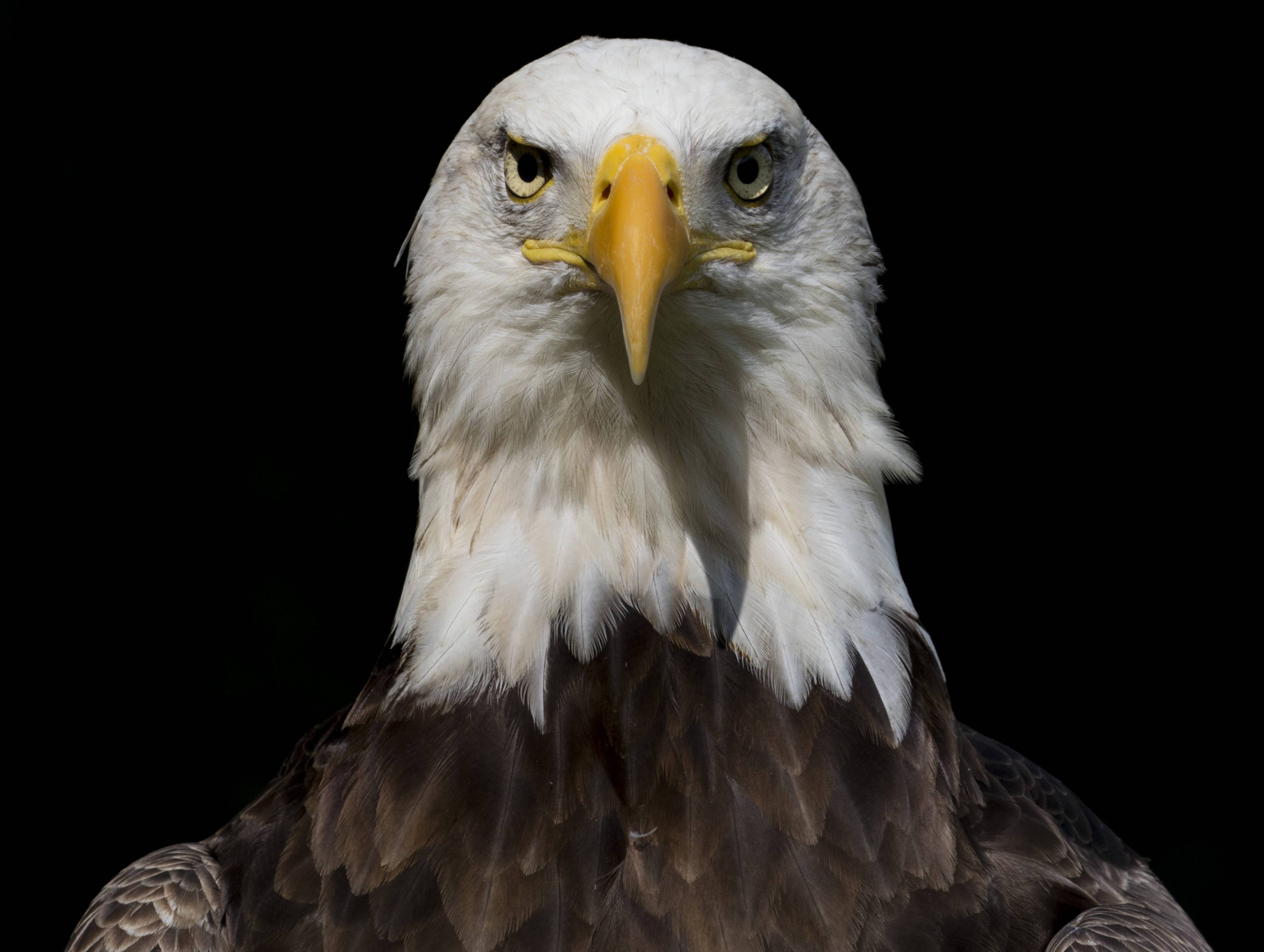 American Eagle Foundation