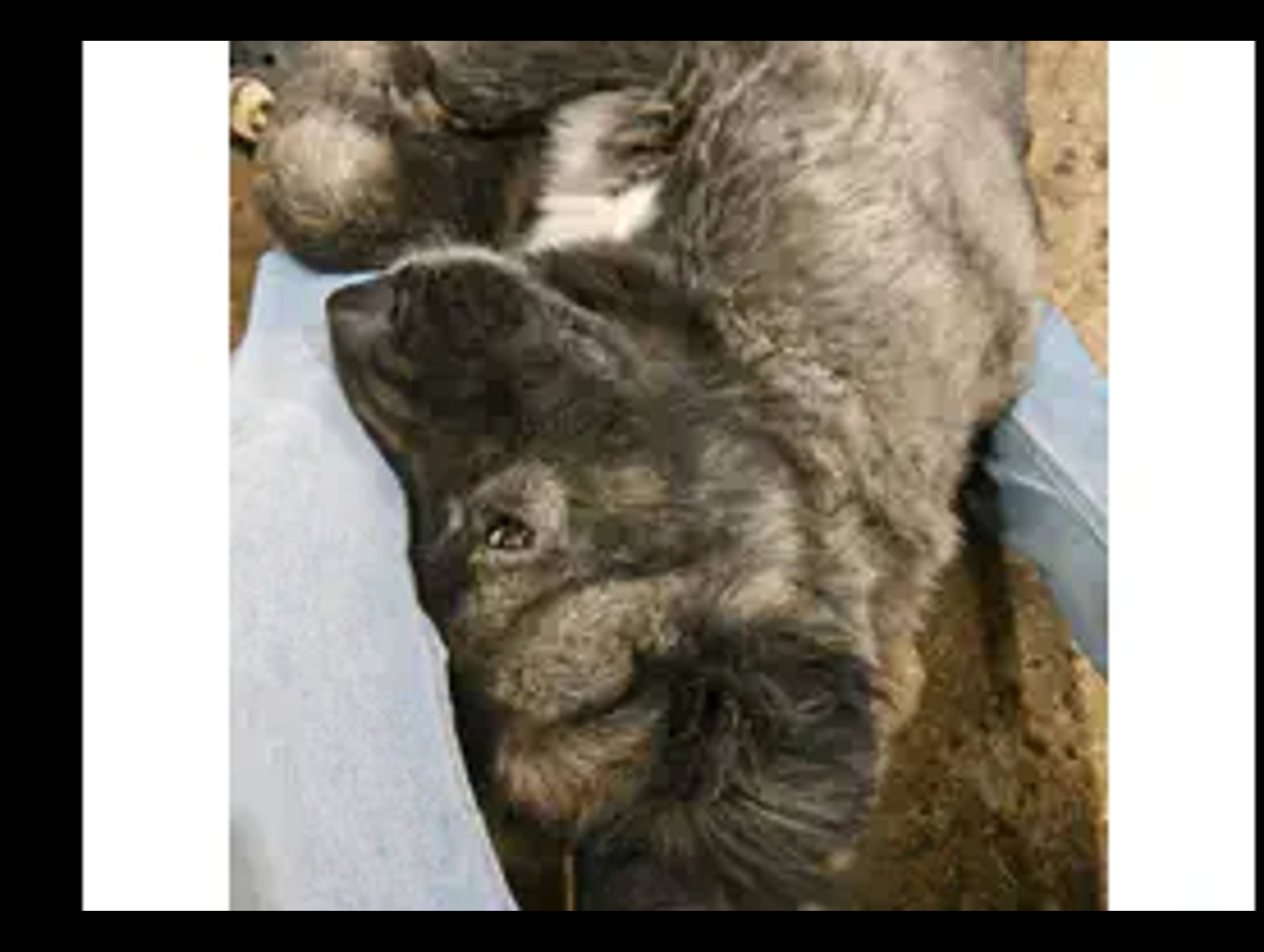 Phoenix Humane Society Of Greater Cattaraugus, Inc.