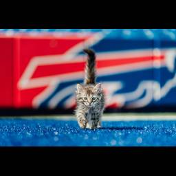 Ten Lives Club Inc logo