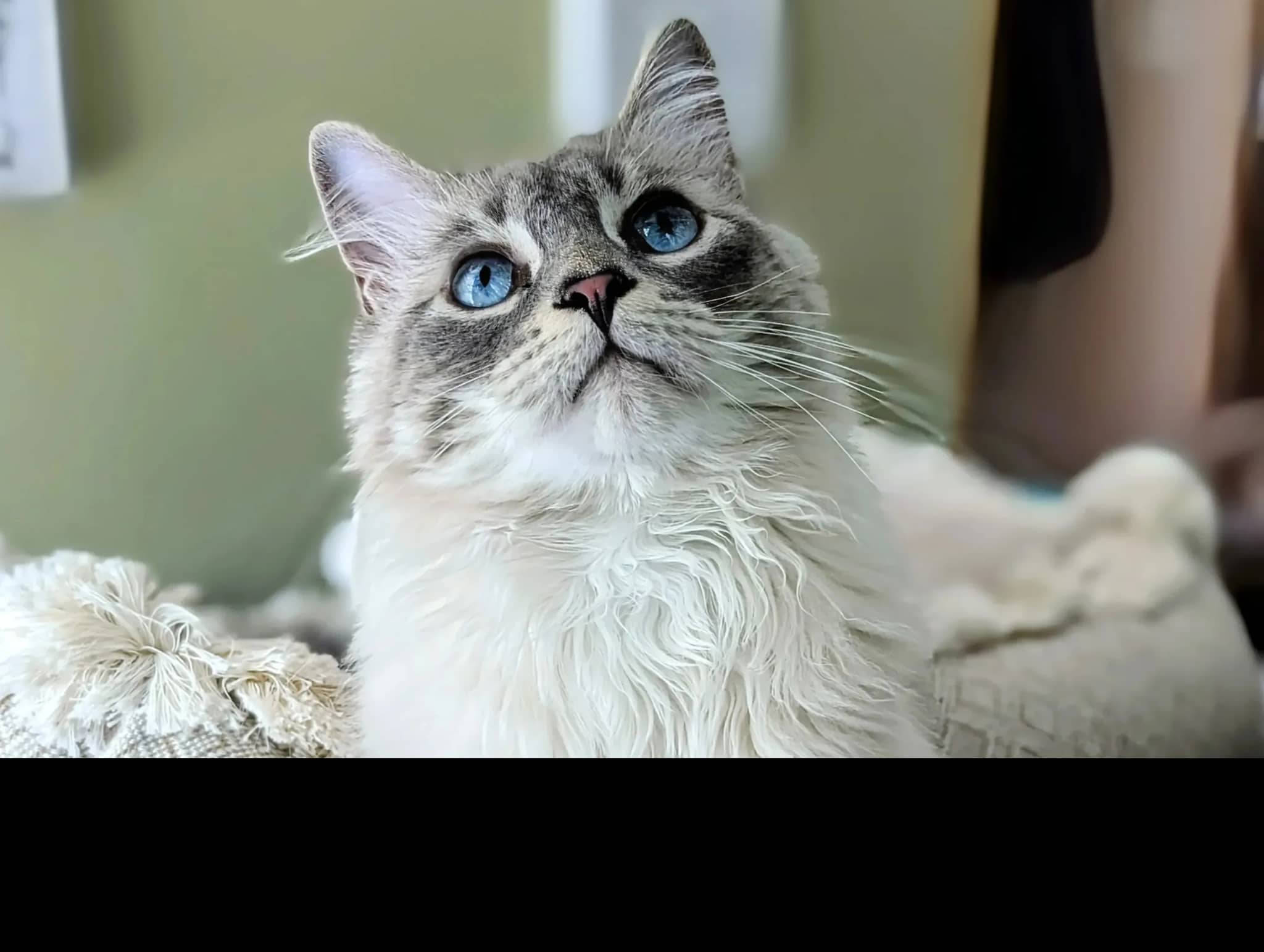 Pets Alive WNY