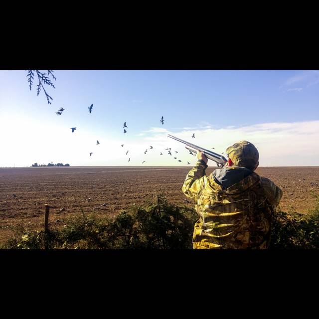 Hunter in yellow camouflage jacket aiming shotgun at flock of birds flying over open farmland field during daytime.