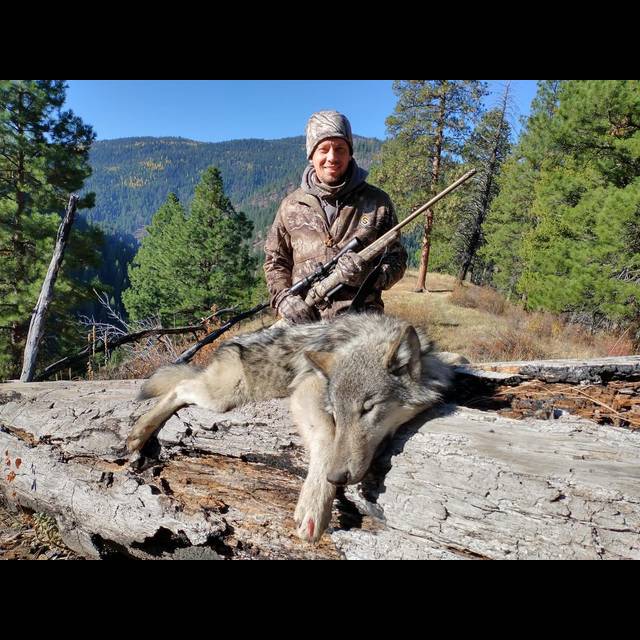 Hunter in camouflage holding a rifle stands behind a harvested gray wolf in a forested mountain landscape with pine trees and clear blue sky.