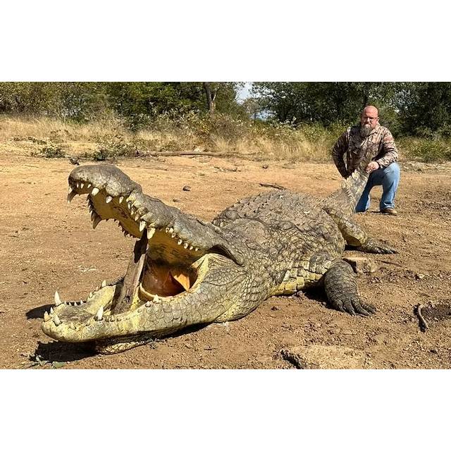 A man crouches beside a large crocodile with its mouth wide open on sandy ground, with trees and dry grass visible in the background.