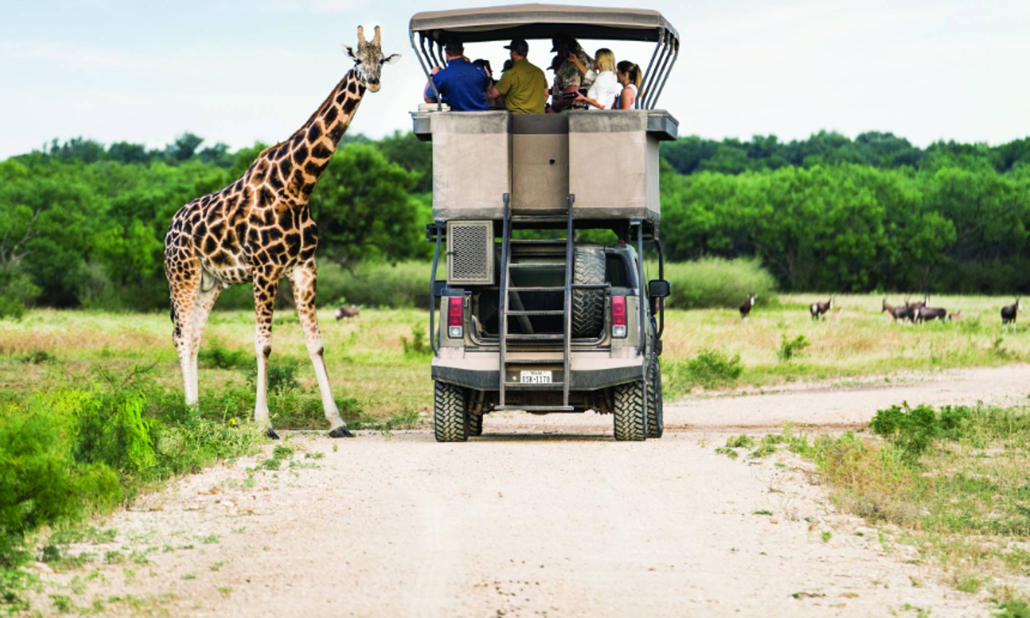 A giraffe stands beside an open-top safari vehicle filled with tourists observing wildlife in an African savanna landscape with green trees and grassland under a blue sky.