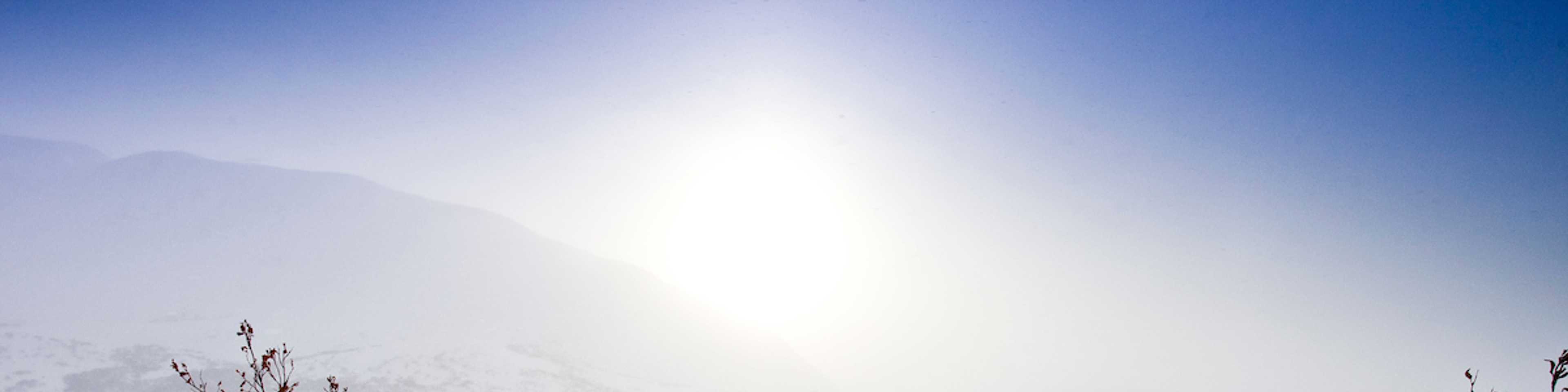Dog sled team pulling a sled across snowy, barren landscape with sparse trees under bright sunlight