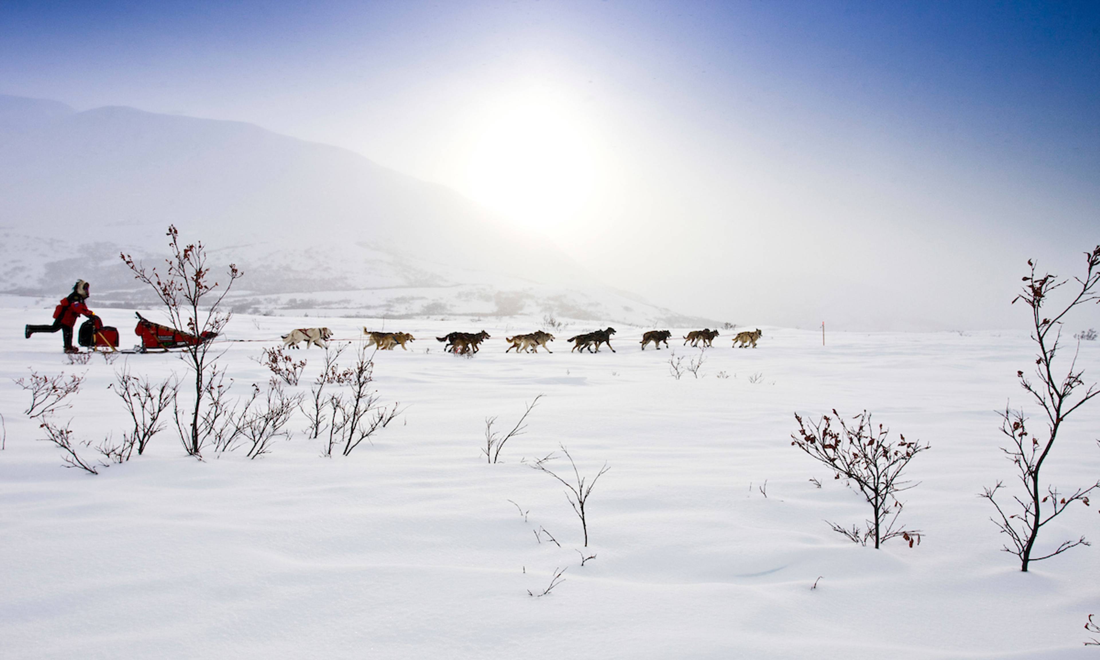 Dog sled team pulling a sled across snowy, barren landscape with sparse trees under bright sunlight
