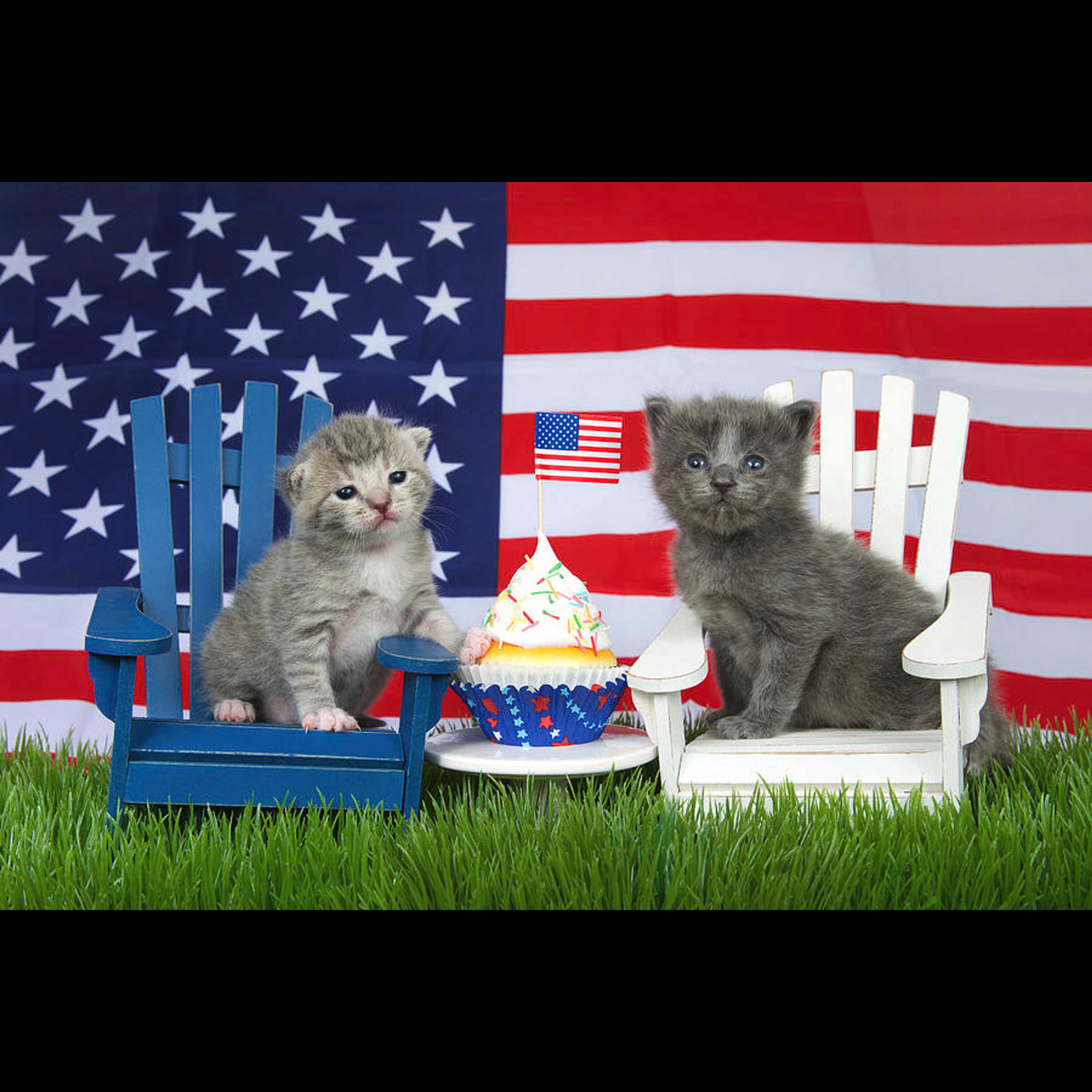 July 50/50 Raffle  logo image