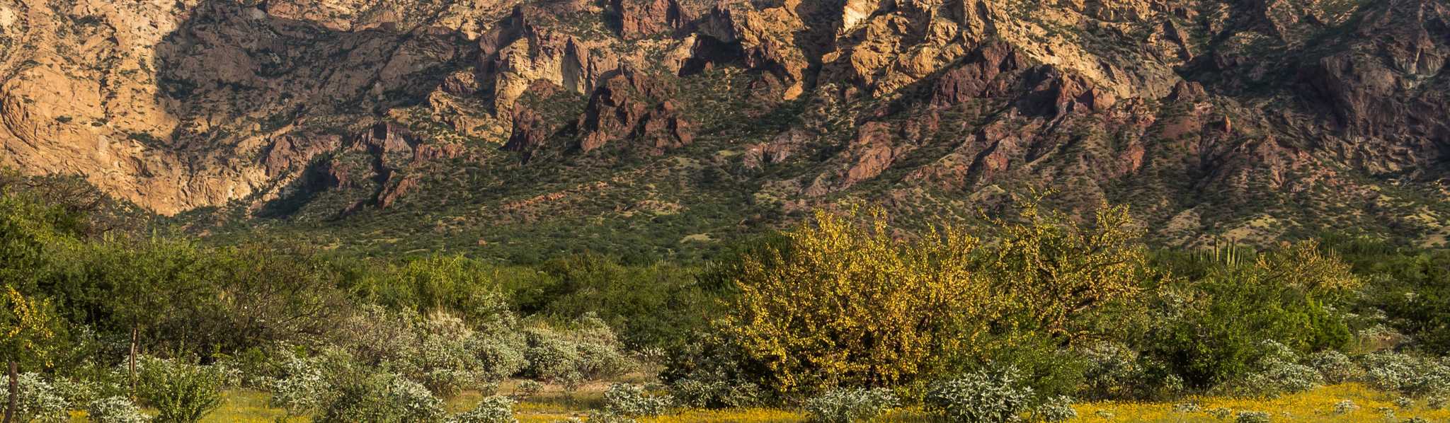 Rugged desert mountains with golden rocky peaks rise above a foreground of yellow wildflowers and desert shrubs under a partly cloudy sky.