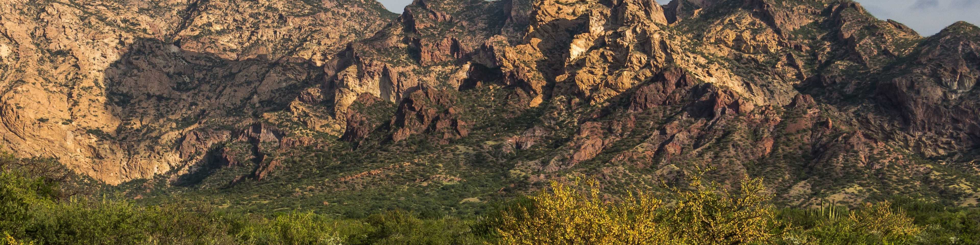 Rugged desert mountains with golden rocky peaks rise above a foreground of yellow wildflowers and desert shrubs under a partly cloudy sky.