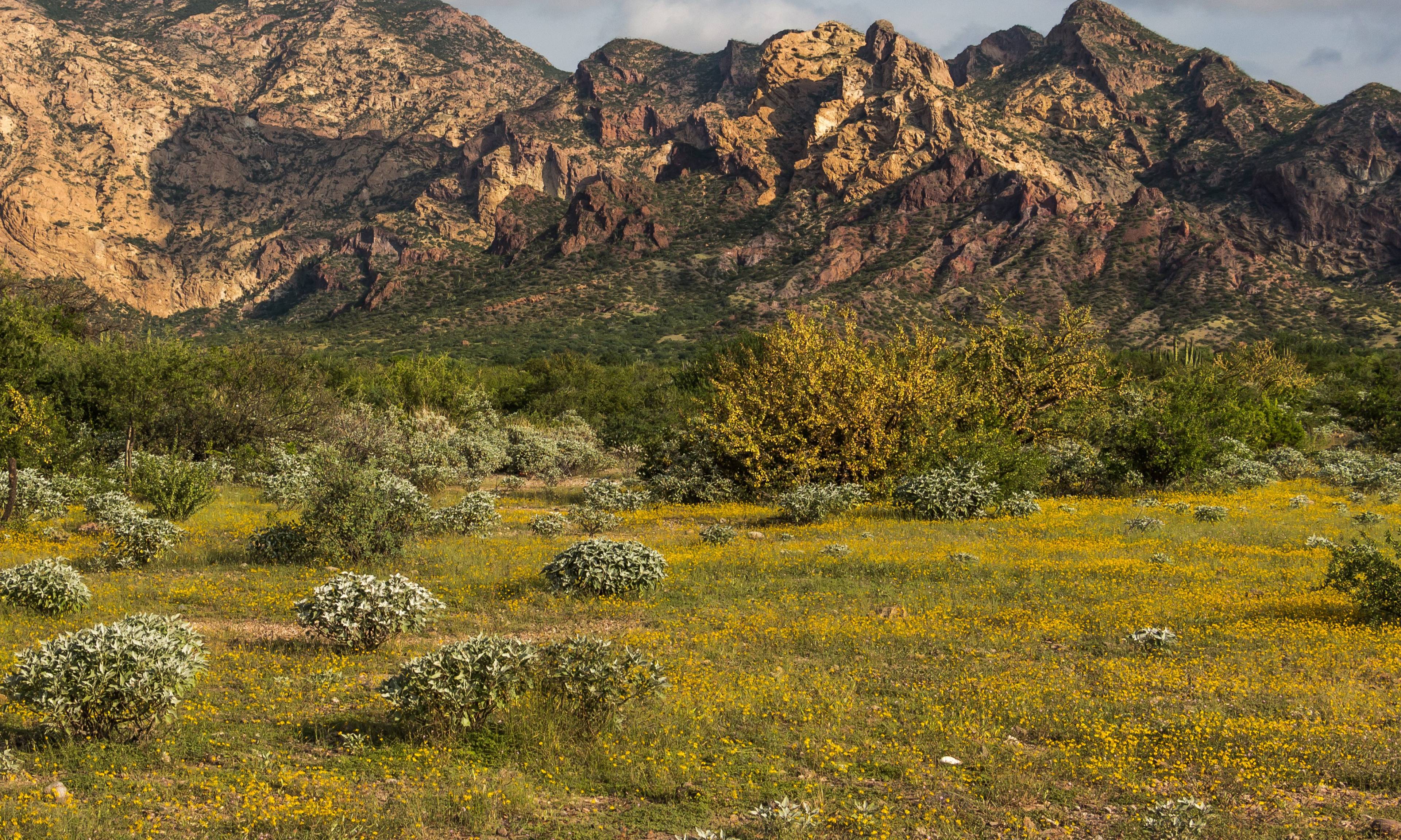 Rugged desert mountains with golden rocky peaks rise above a foreground of yellow wildflowers and desert shrubs under a partly cloudy sky.