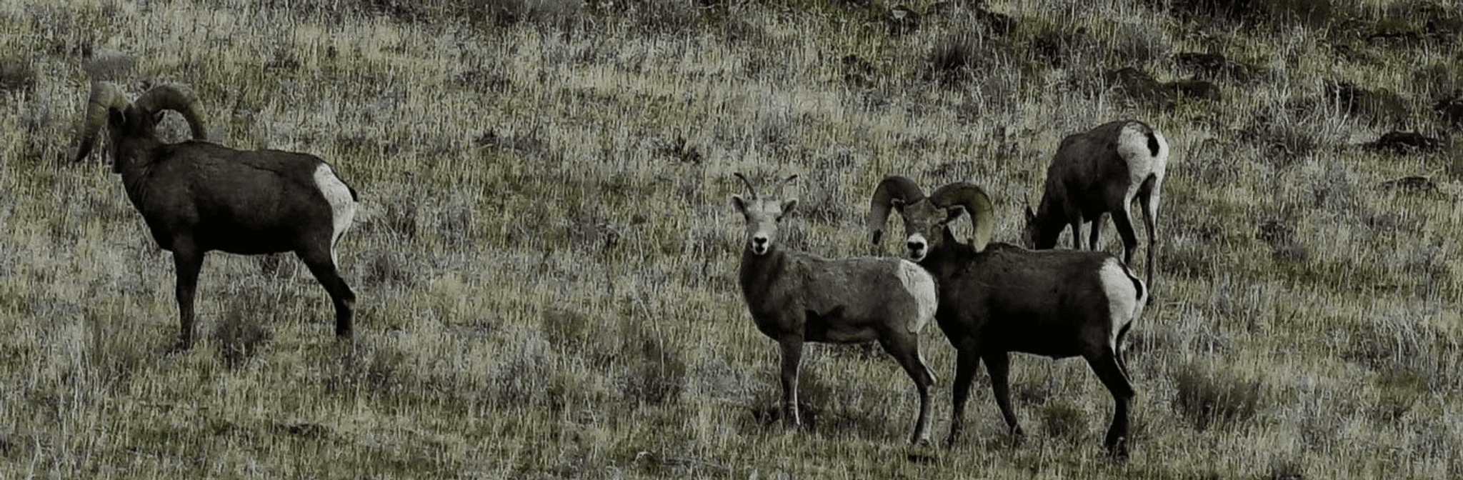 A herd of bighorn sheep with curved horns grazing on sparse sagebrush vegetation in an arid landscape.