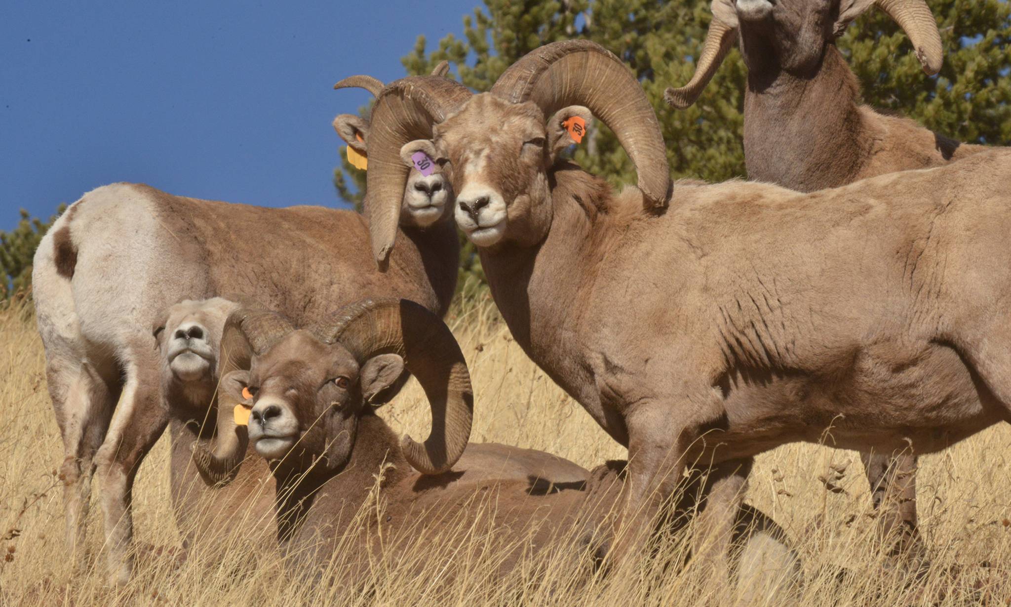 All-inclusive BC Moose, Caribou, Wolf Hunt event banner