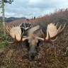 Hunter posing with a large harvested moose displaying impressive antlers in a brushy wilderness landscape with mountains in the background.