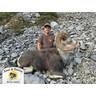 Reward: British Columbia Stone’s Sheep
