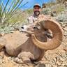 Reward: 10 - DAY SONORA DESERT SHEEP 