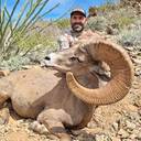 10 - DAY SONORA DESERT SHEEP 